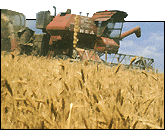 Wheat harvest time